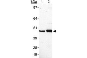 Western blot analysis of PLIN5 in heart lysate using PLIN5 polyclonal antibody . (PLIN5 抗体  (AA 300-400))