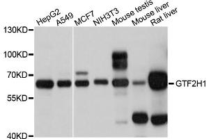 Western blot analysis of extracts of various cell lines, using GTF2H1 antibody (ABIN5997860) at 1/1000 dilution.