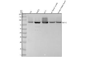 Western blot analysis of Cullin2 using anti-Cullin2 antibody (ABIN7604534).