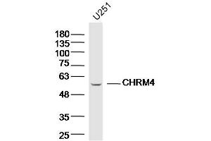 U251 lysates probed with CHRM4 Polyclonal Antibody, Unconjugated  at 1:300 dilution and 4˚C overnight incubation. (CHRM4 抗体  (AA 131-230))