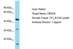 Western Blotting (WB) image for anti-Olfactory Receptor, Family 4, Subfamily C, Member 6 (OR4C6) (C-Term) antibody (ABIN2791352)