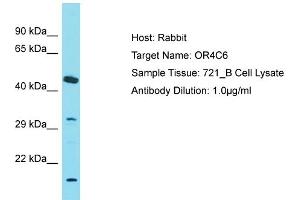 Host: Rabbit Target Name: OR4C6 Sample Tissue: Human 721_B Whole Cell Antibody Dilution: 1ug/ml (OR4C6 抗体  (C-Term))