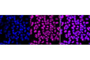 anti-Proline-, Glutamic Acid- and Leucine-Rich Protein 1 (PELP1) antibody