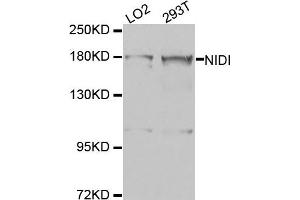 Western blot analysis of extracts of LO2 and 293T cell lines, using NID1 antibody. (Nidogen 1 抗体)
