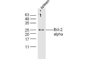 Mouse spleen lysates probed with Anti-Bcl-2 alpha Polyclonal Antibody, Unconjugated  at 1:5000 90min in 37˚C. (Bcl-2 抗体  (AA 51-150))