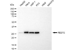Western blotting analysis using REEP2 antibody (ABIN7800154). (Recombinant REEP2 抗体)