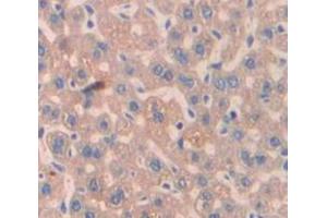 IHC-P analysis of Mouse Tissue, with DAB staining. (Peroxiredoxin 4 抗体  (AA 14-258))