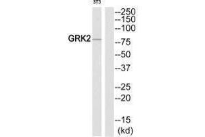 Western blot analysis of extracts from NIH-3T3 cells, using GRK2 (Ab-86) antibody.