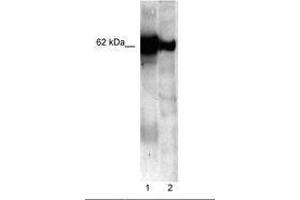 Image no. 1 for anti-Nucleobindin 1 (NUCB1) (C-Term) antibody (ABIN202570)