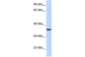 Western Blotting (WB) image for anti-Acidic (Leucine-Rich) Nuclear phosphoprotein 32 Family, Member E (ANP32E) antibody (ABIN2459012) (ANP32E 抗体)