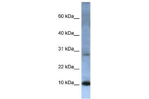 Western Blotting (WB) image for anti-ATP Synthase, H+ Transporting, Mitochondrial Fo Complex, Subunit C2 (Subunit 9) (ATP5G2) antibody (ABIN2458481)
