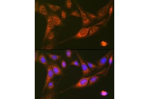Immunofluorescence analysis of U-2 OS cells using R Rabbit mAb (ABIN7269840) at dilution of 1:100 (40x lens). (RALBP1 抗体)