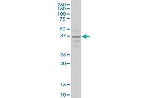 CCR2 monoclonal antibody (M01A), clone 4D12 Western Blot analysis of CCR2 expression in HepG2 . (CCR2 抗体  (AA 1-42))