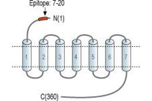 anti-Melanin-Concentrating Hormone Receptor 1 (MCHR1) (AA 7-20), (Extracellular), (N-Term) antibody