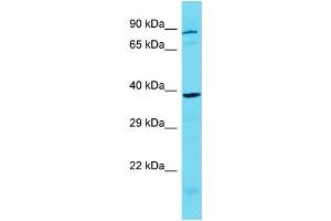 Host: Rabbit Target Name: KCTD1 Sample Type: MCF7 Whole Cell lysates Antibody Dilution: 1. (KCTD1 抗体  (C-Term))