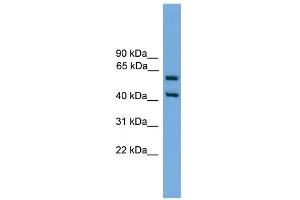 WB Suggested Anti-Elf3 Antibody Titration:  0. (ELF3 抗体  (Middle Region))