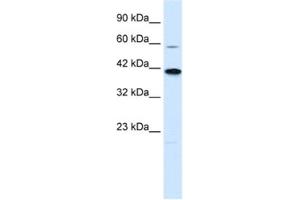 Western Blotting (WB) image for anti-Potassium Channel Subfamily K Member 13 (KCNK13) antibody (ABIN2461134) (KCNK13 抗体)