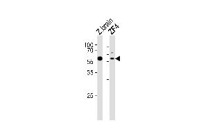 Western blot analysis of lysates from zebra fish brain, ZF4 tissue lysate (from left to right), using (DANRE) papl Antibody (C-term) Azb18704c. (Iron/zinc Purple Acid Phosphatase Protein (PAPL) (AA 378-413) 抗体)