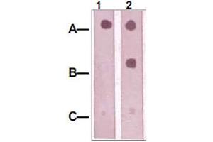 Dot Blot : 1 ug peptide was blot onto NC membrane A : IRS1 (pS312). (IRS1 抗体)