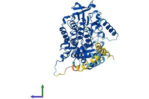 AlphaFold protein structure predicition of Human Recombinant FMO4 Protein, UniprotID P31512