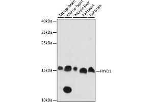 Western blot analysis of extracts of various cell lines, using FXYD1 antibody (ABIN7267278) at 1:1000 dilution. (FXYD1 抗体  (AA 1-92))