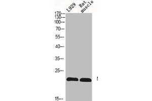 Western Blot analysis of L929 RAT-MUSLCE cells using N/H/K-Ras Polyclonal Antibody (NRAS/HRAS/KRAS 抗体  (N-Term))