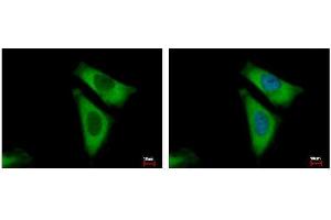 ICC/IF Image RPL29 antibody detects RPL29 protein at cytoplasm by immunofluorescent analysis. (RPL29 抗体)