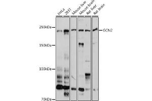 Western blot analysis of extracts of various cell lines, using GCN2 antibody (ABIN6127830, ABIN6140032, ABIN6140034 and ABIN6222976) at 1:1000 dilution. (GCN2 抗体  (AA 1-300))