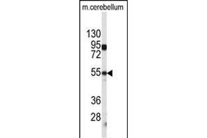 Western blot analysis of CPE antibody (C-term) (ABIN392011 and ABIN2841790) in mouse cerebellum tissue lysates (35 μg/lane). (CPE 抗体  (C-Term))