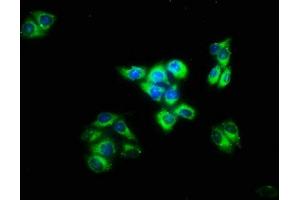 Immunofluorescence staining of Hela cells with ABIN7156945 at 1:133, counter-stained with DAPI. (IMPG2 抗体  (AA 616-759))