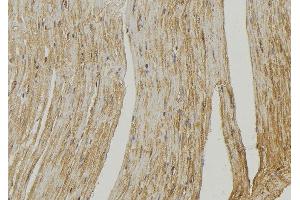 ABIN6272572 at 1/100 staining Mouse muscle tissue by IHC-P. (COX6A2 抗体  (Internal Region))