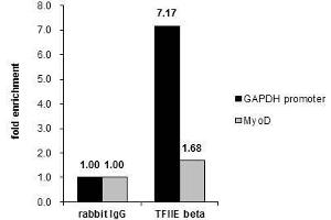 ChIP Image Cross-linked ChIP was performed with HeLa chromatin extract and 5 μg of either control rabbit IgG or anti-TFIIE beta antibody. (GTF2E2 抗体)