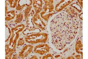 IHC image of ABIN7152970 diluted at 1:300 and staining in paraffin-embedded human kidney tissue performed on a Leica BondTM system. (FIZ1 抗体  (AA 252-410))