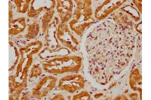 IHC image of ABIN7152970 diluted at 1:300 and staining in paraffin-embedded human kidney tissue performed on a Leica BondTM system.