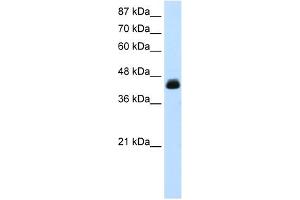 WB Suggested Anti-TCEA3 Antibody Titration:  0. (TCEA3 抗体  (Middle Region))