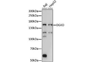 Western blot analysis of extracts of various cell lines, using DGKD antibody (ABIN6292889) at 1:1000 dilution. (DGKD 抗体)
