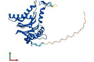 AlphaFold protein structure predicition of Mouse Recombinant Psma1 Protein, UniprotID Q9R1P4