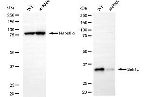 Western blotting analysis using Seh1L antibody (ABIN7800290). (Recombinant SEH1L 抗体)