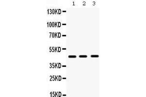 Western Blotting (WB) image for anti-Hematopoietically Expressed Homeobox (HHEX) (AA 146-180), (Middle Region) antibody (ABIN3042444) (HHEX 抗体  (Middle Region))