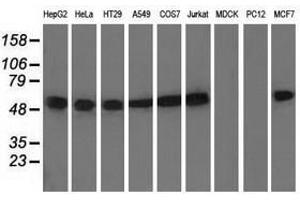 Image no. 2 for anti-Tubulin, alpha 8 (TUBA8) antibody (ABIN1501559) (TUBA8 抗体)