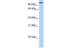 WB Suggested Anti-MICALL1 Antibody Titration:  0. (MICAL-Like 1 抗体  (N-Term))