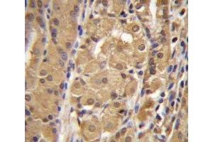 IRF9 antibody immunohistochemistry analysis in formalin fixed and paraffin embedded human stomach tissue. (IRF9 抗体  (AA 75-104))