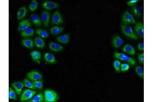 Immunofluorescent analysis of A549 cells using ABIN7151598 at dilution of 1:100 and Alexa Fluor 488-congugated AffiniPure Goat Anti-Rabbit IgG(H+L) (Embigin 抗体  (AA 285-327))