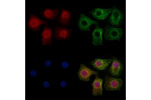 ABIN7094094 and ABIN7098138 staining HepG2 cells by IF/ICC.