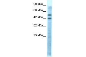 Serotonin Receptor 3A 抗体  (N-Term)