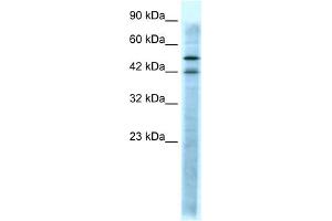 WB Suggested Anti-HTR3A Antibody Titration:  0. (Serotonin Receptor 3A 抗体  (N-Term))