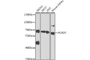 Western blot analysis of extracts of various cell lines, using  antibody  at 1:1000 dilution. (ACAD9 抗体  (AA 1-270))