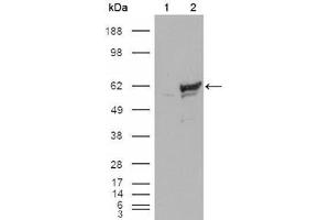 Western Blot showing CHK1 antibody used against HEK293T cells transfected with the pCMV6-ENTRY control (1) and pCMV6-ENTRY CHK1 cDNA (2). (CHEK1 抗体)