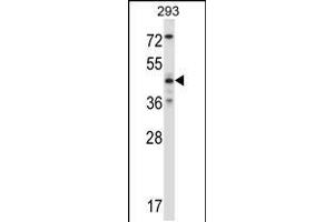 Western blot analysis in 293 cell line lysates (35ug/lane). (JNK2 抗体  (AA 206-233))