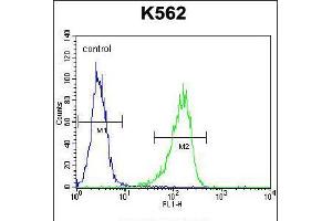 Flow cytometric analysis of K562 cells (right histogram) compared to a negative control cell (left histogram). (Metabotropic Glutamate Receptor 6 抗体  (C-Term))